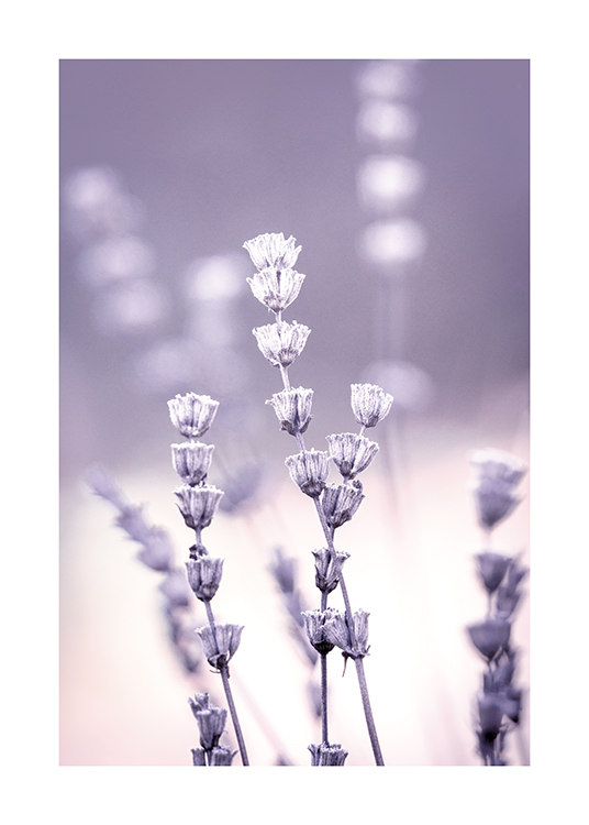  – Foto met close-up van paarse, kleine bloemen met een wazige achtergrond in paars en roze