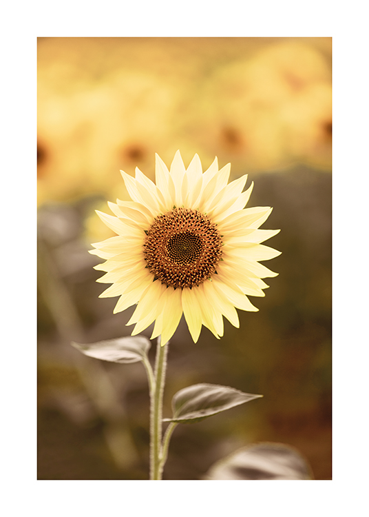  – Foto van een enkele zonnebloem met een wazig veld met zonnebloemen op de achtergrond