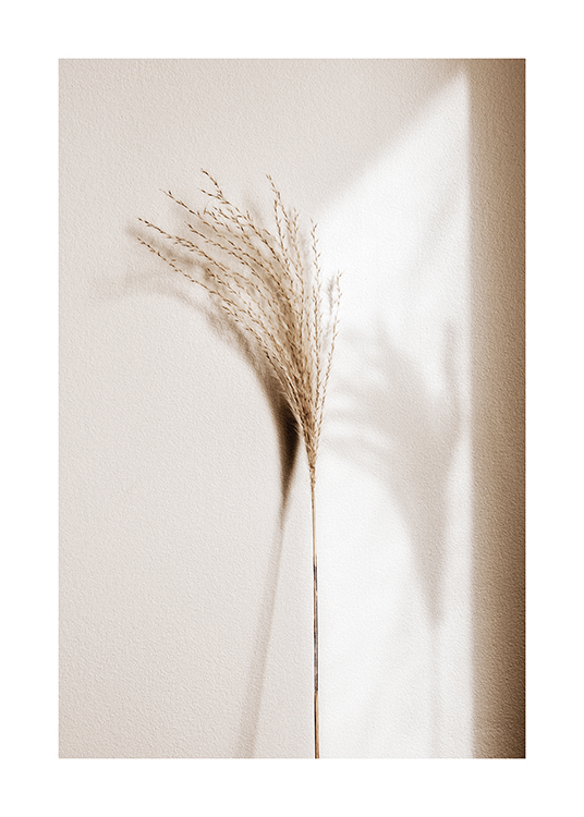  – Foto van een rietpluim in beige met zijn schaduw ernaast, leunend tegen een lichte muur