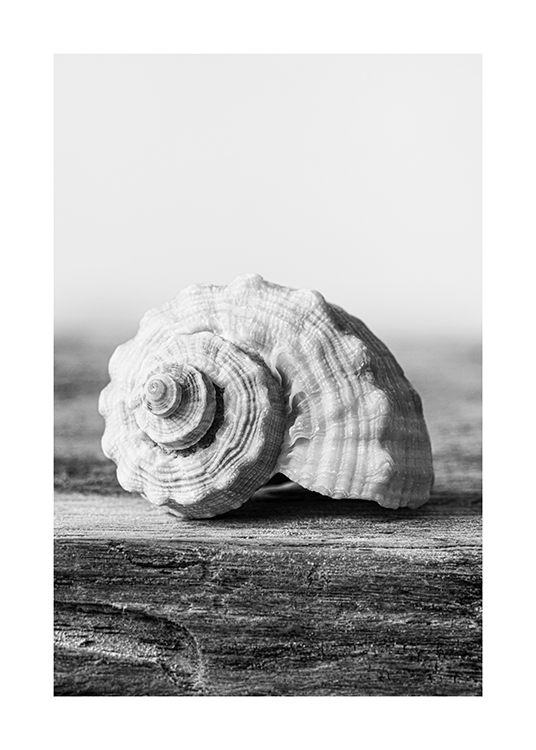  – Zwart wit foto van een schelp die op een stuk hout ligt