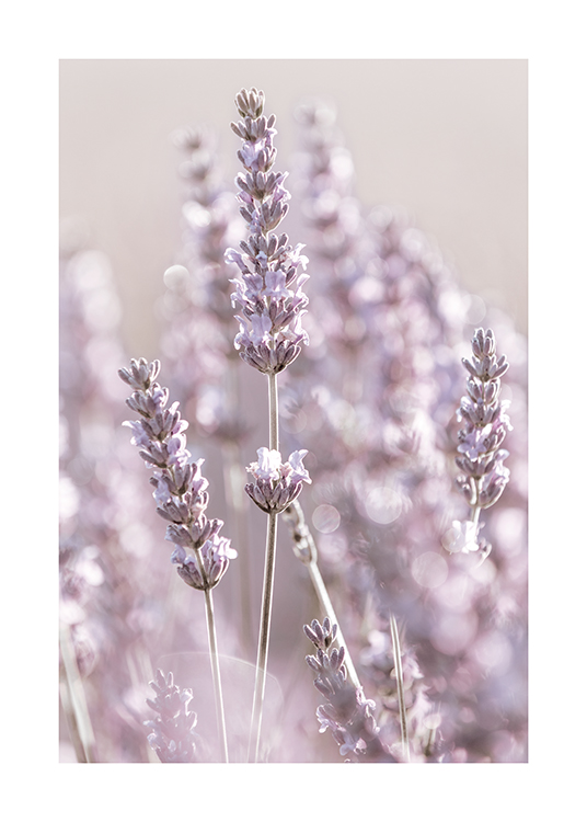  – Foto met close-up van roze lavendelbloemen met een wazige achtergrond
