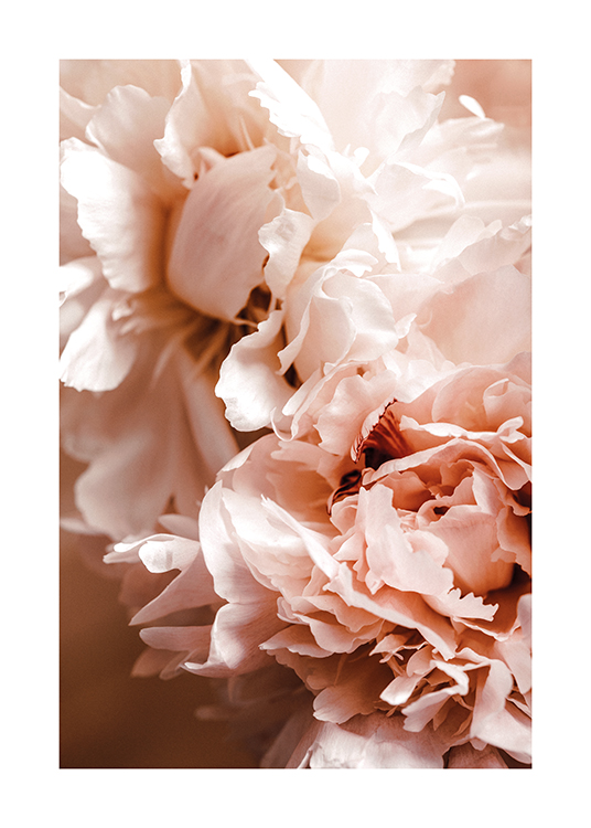  – Foto met een close-up van pioenrozen met lichtroze bloemblaadjes