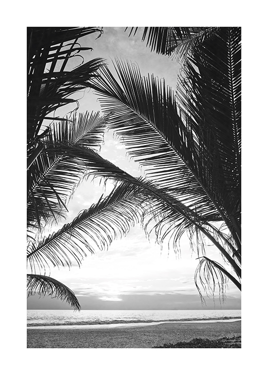  – Foto in zwart-wit van palmbladeren waar de oceaan tussendoor te zien is