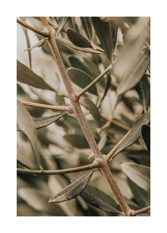  – Een close-up beeld van een olijftak