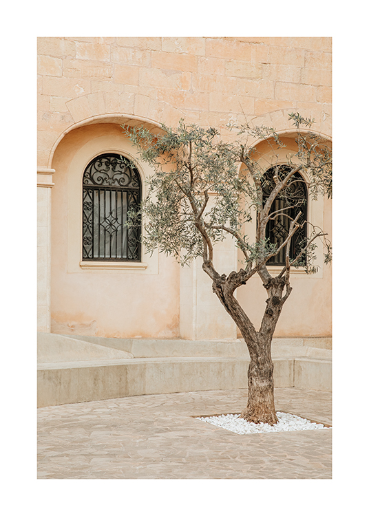  – Een afbeelding van een olijfboom op een straat in Mallorca, Spanje