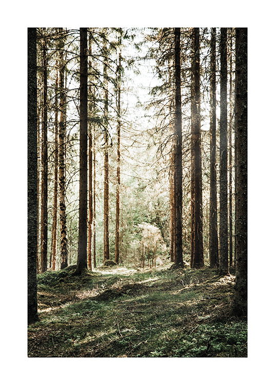  – Foto van een dennenbos met de zon op de achtergrond