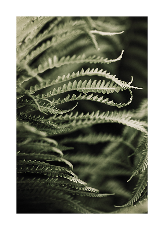  – Foto met close-up van een groen varenblad