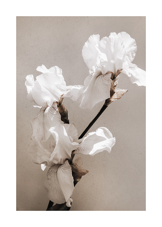  – Foto van een paar witte irissen tegen een betonnen achtergrond in grijs-beige