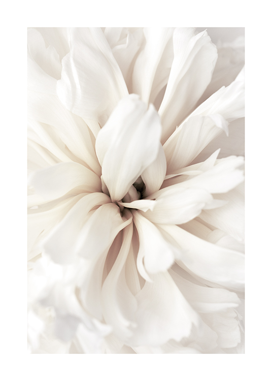  – Foto met close-up van een bloem met witte bloemblaadjes