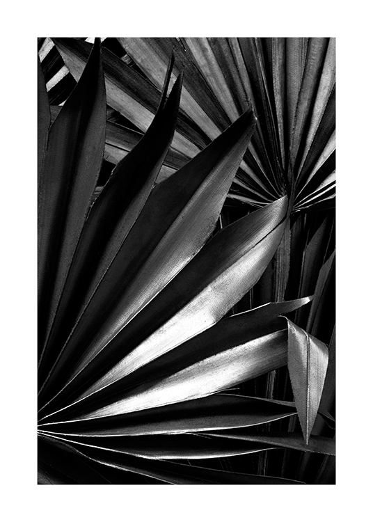  – Zwart-wit foto van glanzende, geplooide palmbladeren