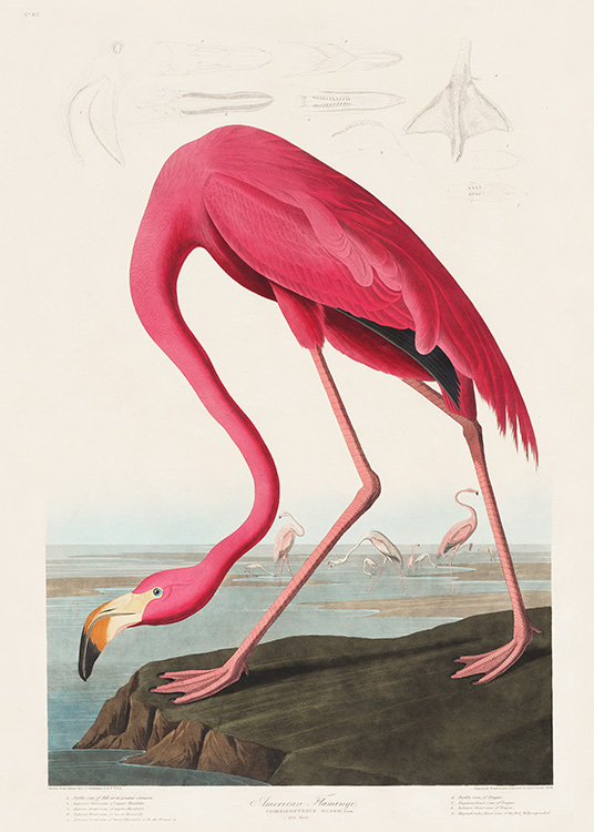  – Illustratie van een grote, roze flamingo op een rots met een lichtbeige achtergrond