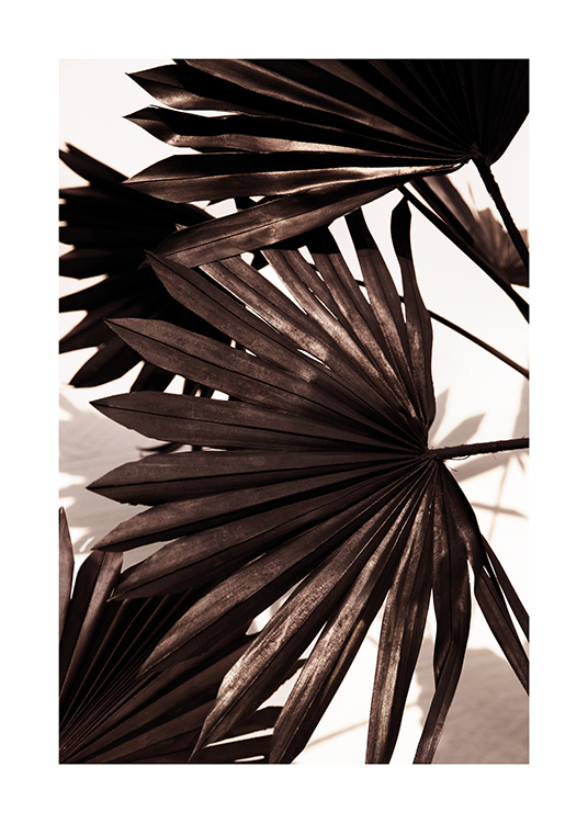  – Foto van een aantal geplooide palmbladeren in zwart tegen een lichte achtergrond
