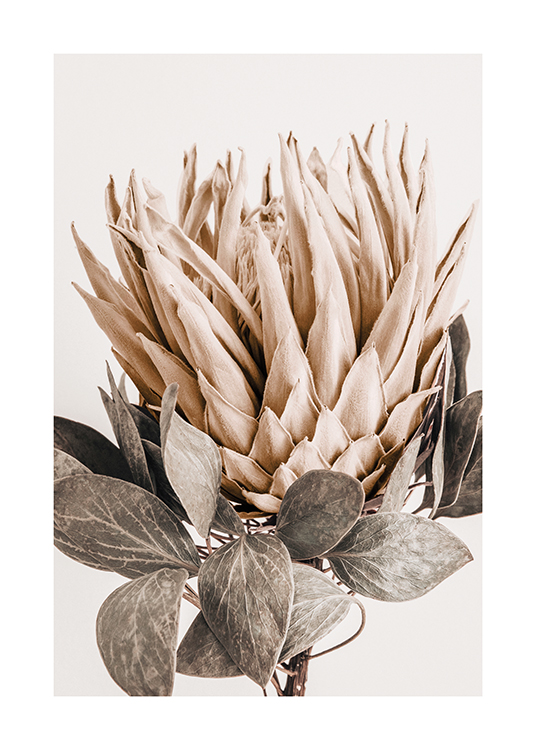  – Foto van een protea met beige bloemblaadjes en grijsgroene bladeren, tegen een lichtere achtergrond