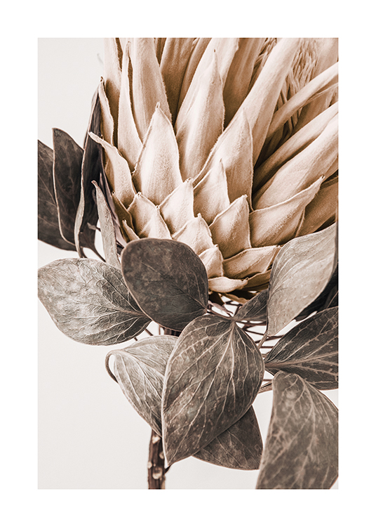  – Foto met close-up van een beige protea met bladeren in grijsgroen, tegen een lichte achtergrond