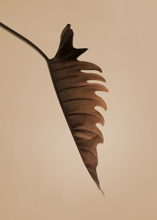  – Foto van een bruin blad vanaf de zijkant gezien met gekrulde randen, tegen een achtergrond in beige