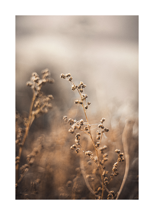 — Een foto van bruine bloemen in een veld met witte touwtjes op de bloemen