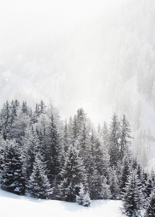 – Een foto van een bevroren bos vol dennenbomen en bergen