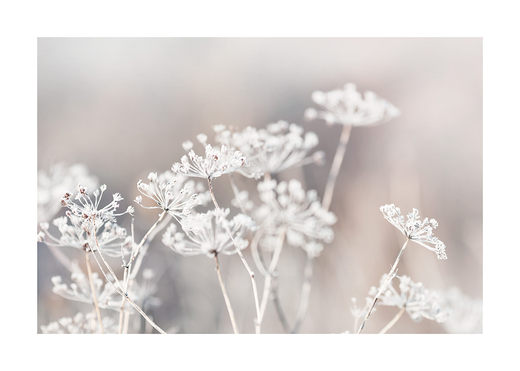 – Een foto van bevroren botanische bloemen in de wei