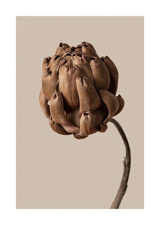 – Een foto van een bruine botanische bloem met een bruin/beige achtergrond