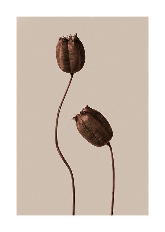 – Twee droogbloemen in verschillende hoogtes in bruine kleur en bruin/beige achtergrond