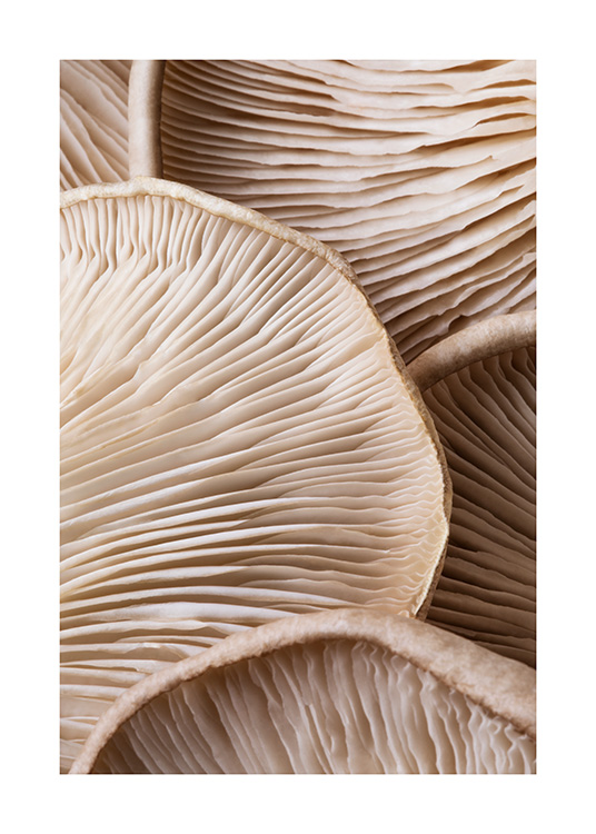 – Een close-up van een bos bruine paddenstoelen van onderaf