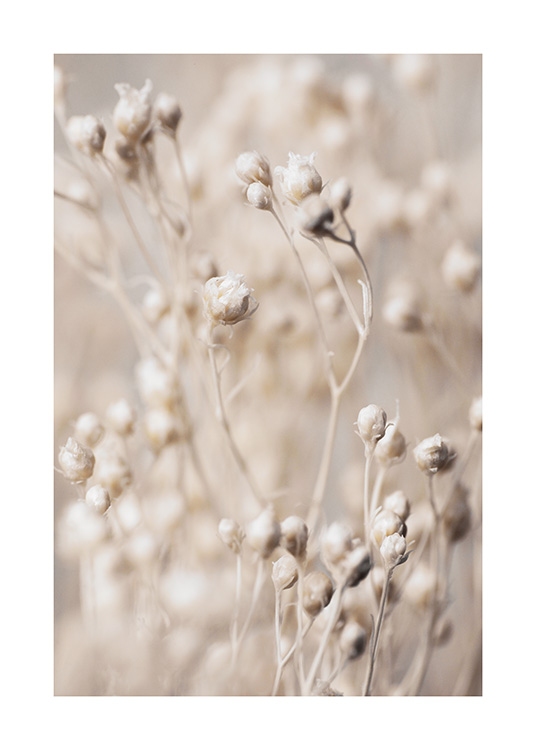 – Een poster met kleine bloemknoppen in de natuur. De poster heeft een relaxte beige kleur.
