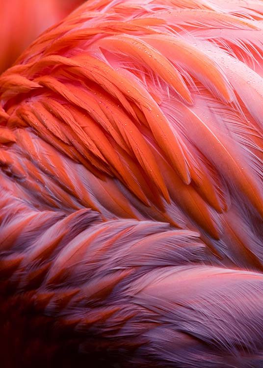 Flamingo Feathers Poster / Fotokunst bij Desenio AB (2035)