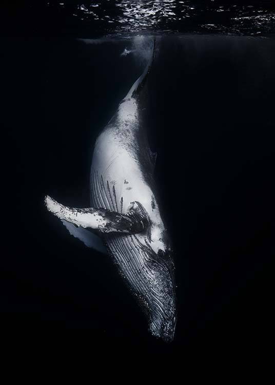 Whale 1 Poster / Fotokunst bij Desenio AB (2082)