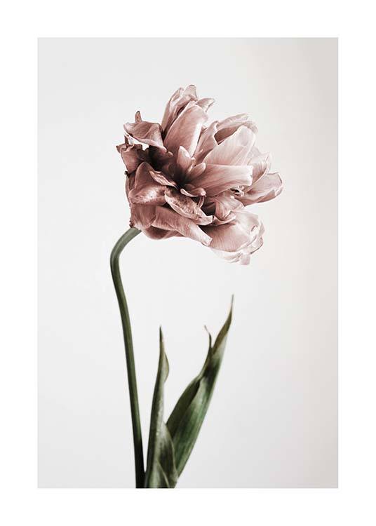 Pink Tulipe No1 Poster / Fotokunst bij Desenio AB (2119)