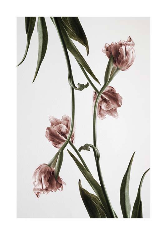 Pink Tulipe No2 Poster / Fotokunst bij Desenio AB (2120)