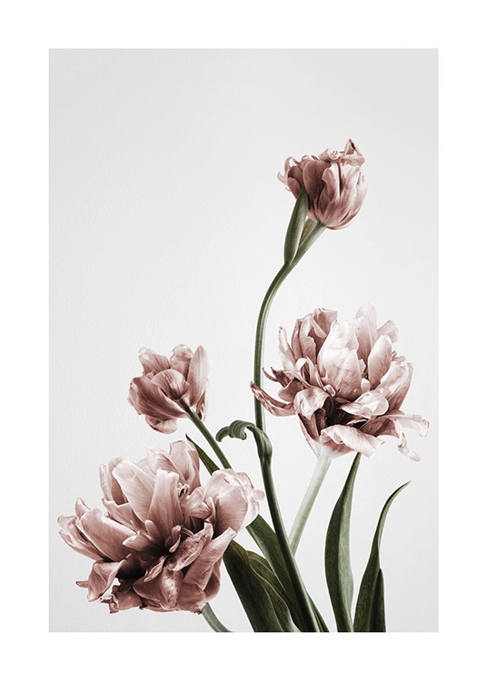  – Foto van een bos roze tulpen in volle bloei tegen een grijze achtergrond