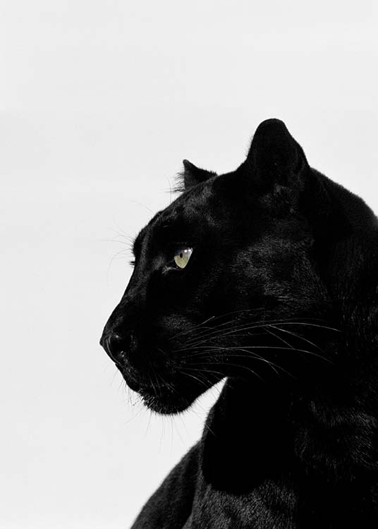 Black Panther Poster / Fotokunst bij Desenio AB (2273)