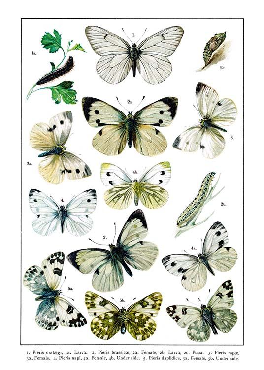 White Garden Butterflies Poster / Vintage bij Desenio AB (2282)