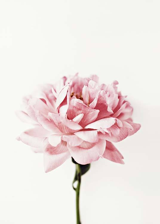 Pink Peony Poster