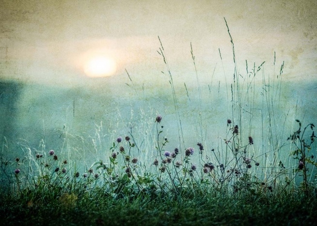  – Natuurposter van een weide met bloemen en een zonsopgang op de achtergrond