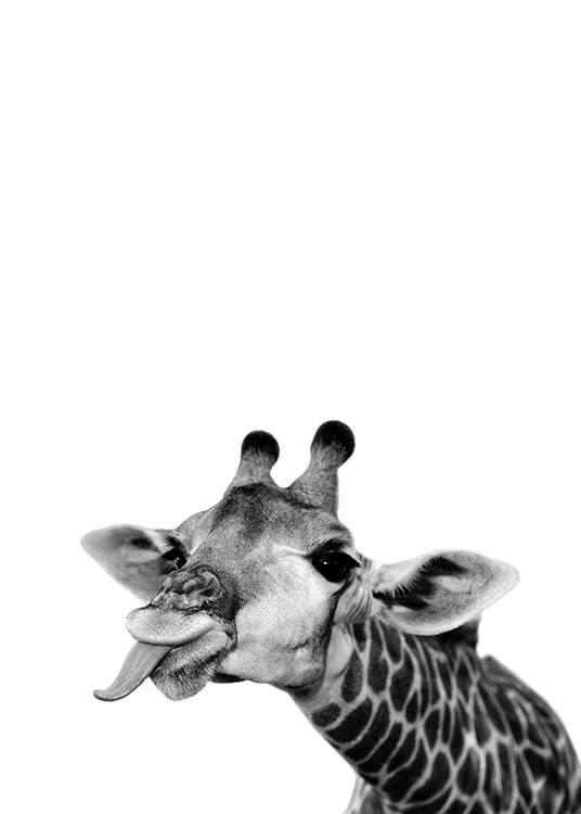 – Foto in zwart-wit van een grappige giraf die zijn tong uitsteekt