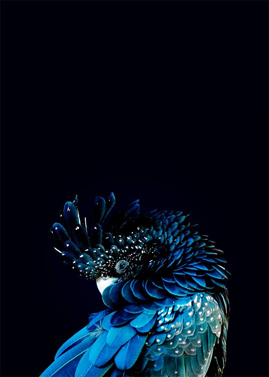 Blue Cockatoo Poster / Fotokunst bij Desenio AB (2730)
