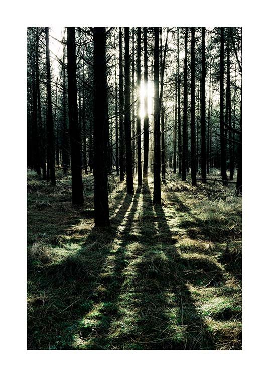  – Foto van een bos waar het zonlicht tussen de bomen door schijnt