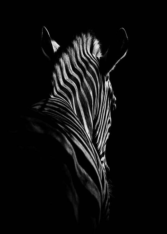 Zebra B&W Poster / Zwart wit bij Desenio AB (2911)