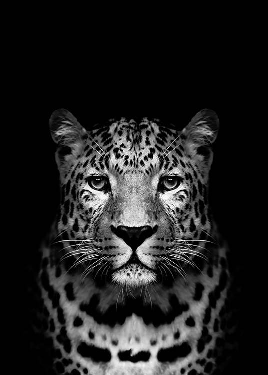 Leopard B&W Poster / Zwart wit bij Desenio AB (2912)