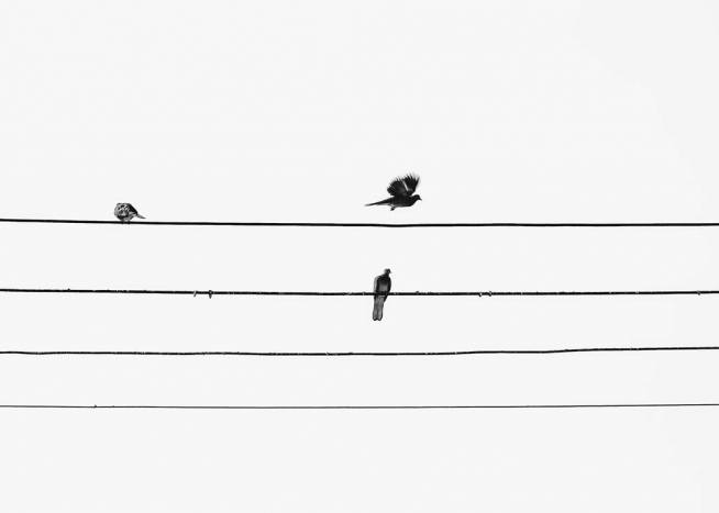 Birds On The Wire Poster / Zwart wit bij Desenio AB (3105)