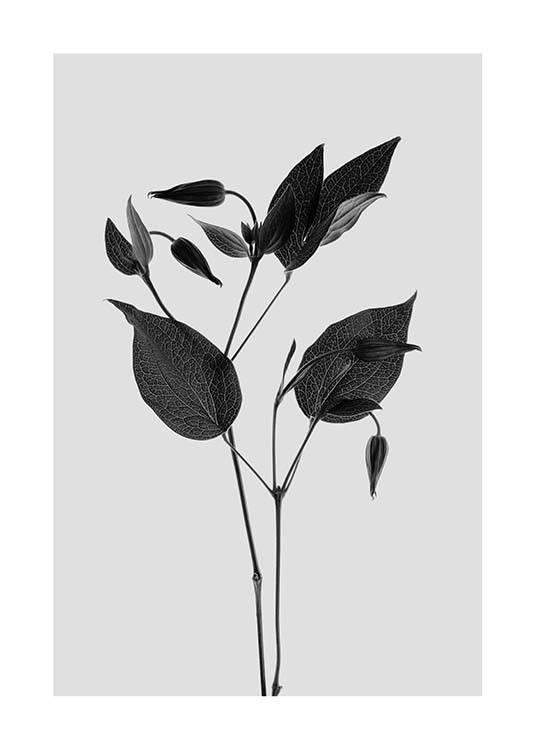 Clematic Flower Grey Poster / Zwart wit bij Desenio AB (3110)