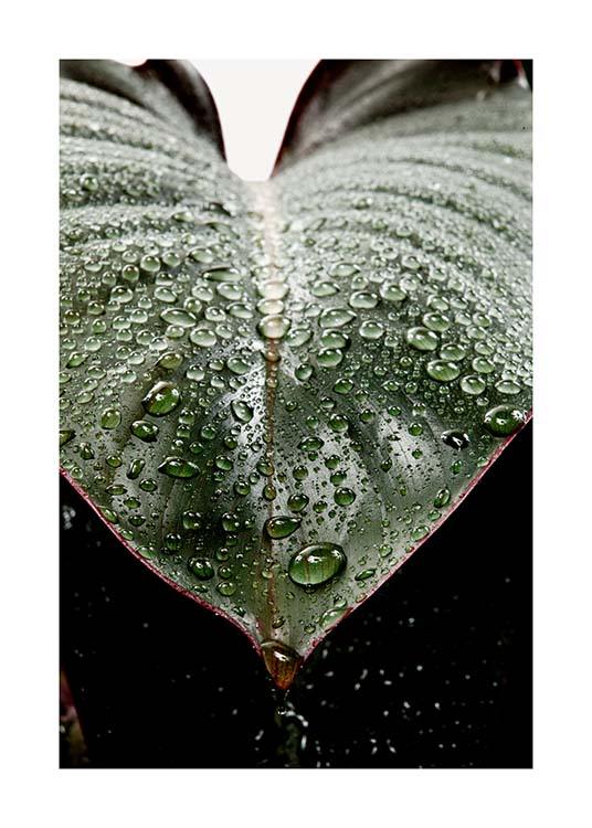 Wet Rubber Leaf Two Poster / Fotokunst bij Desenio AB (3336)