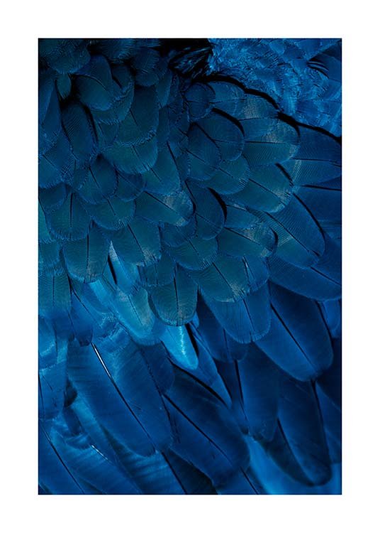 Deep Blue Feathers Poster / Fotokunst bij Desenio AB (3538)