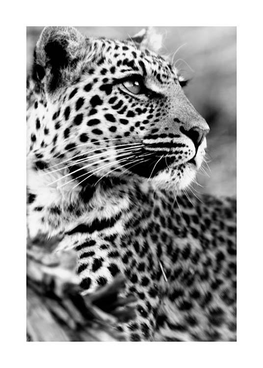 Leopard Poster / Zwart wit bij Desenio AB (3541)