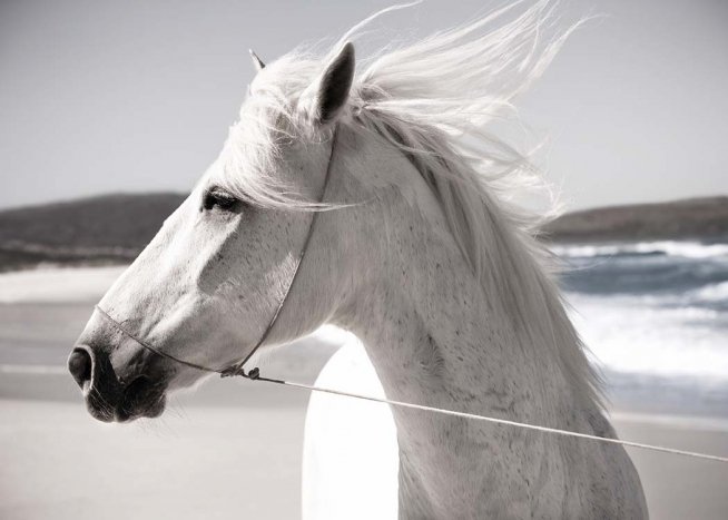 White Horse On Beach Poster / Fotokunst bij Desenio AB (3547)