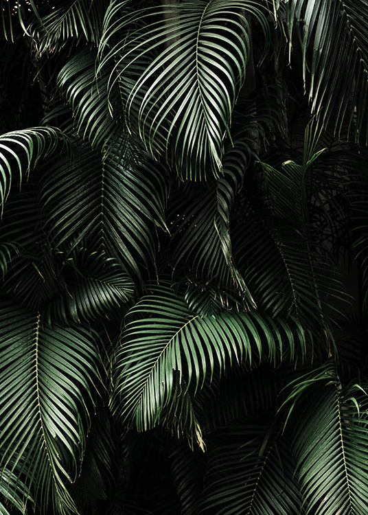 Dark Green Palm Leaves No2 Poster / Fotokunst bij Desenio AB (3773)