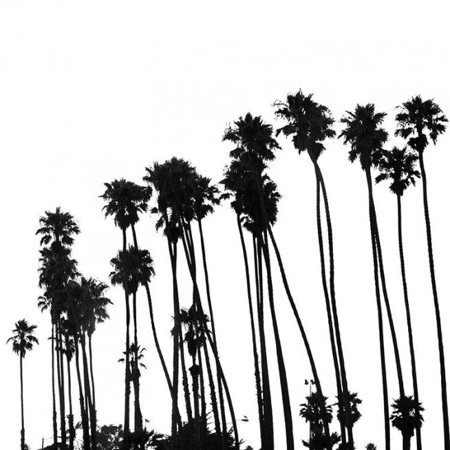 Venice Beach Palm Trees No1 Poster / Zwart wit bij Desenio AB (3776)