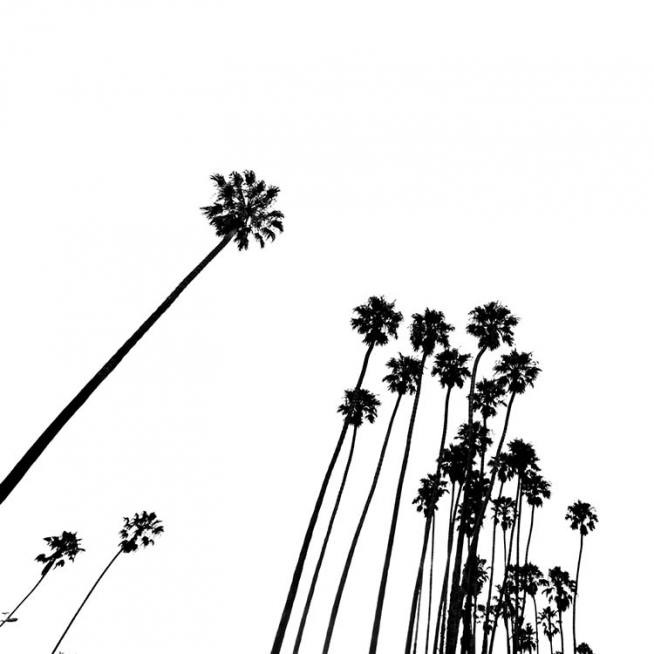 Venice Beach Palm Trees No2 Poster / Zwart wit bij Desenio AB (3777)