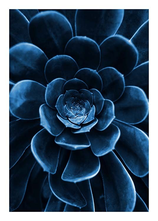  – Foto van een vetplant in donkerblauw met focus op de bladeren in het midden